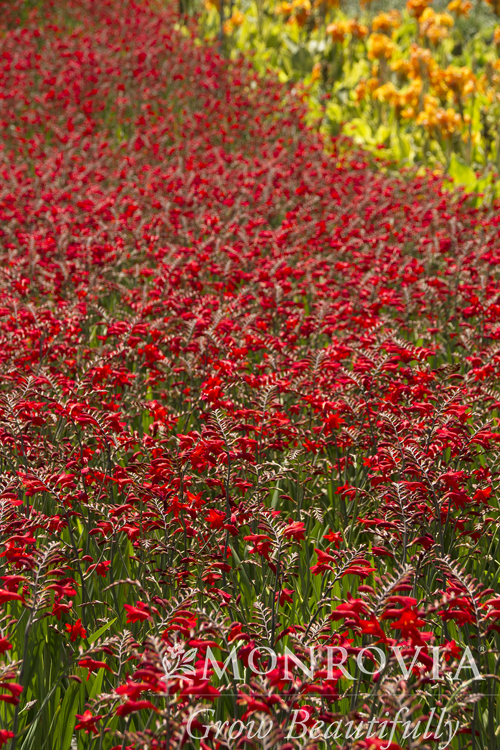 CROCOSMIA 1 GAL