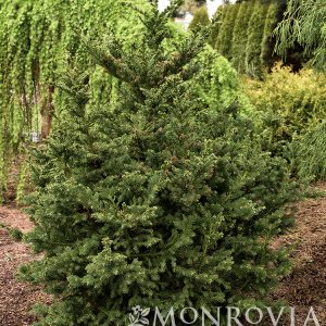 CRYPTOMERIA BLACK DRAGON 5 GAL