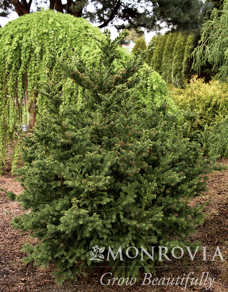 CRYPTOMERIA BLACK DRAGON 4 FT
