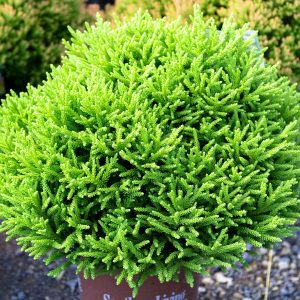 CRYPTOMERIA DRAGON PRINCE 3 GAL