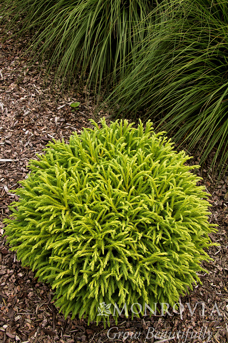 CRYPTOMERIA GLOBOSA NANA 4FT