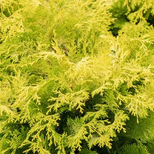 CYPRESS HINOKI CRIPPSII 3 GAL