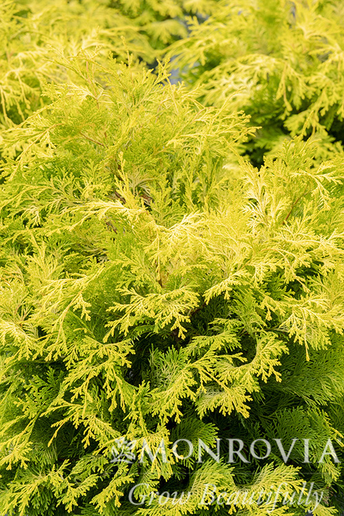 CYPRESS HINOKI CRIPPSII 5 FT