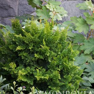 CYPRESS HINOKI JADE WAVES 5 GAL