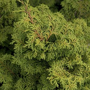 CYPRESS KOSTERI 3 GAL