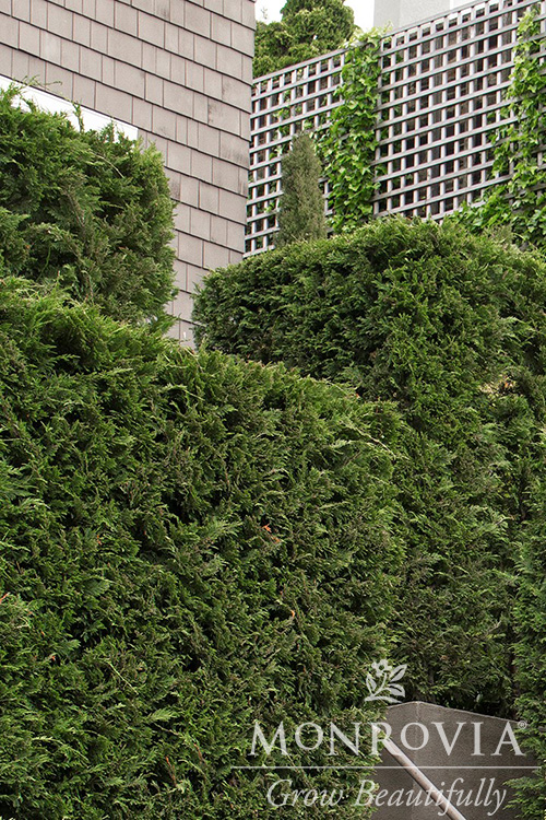 CYPRESS LEYLAND 8 FT