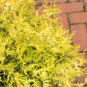 CYPRESS VINTAGE GOLD 5 GAL
