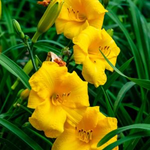 DAYLILY STELLA DE ORO 1 GAL