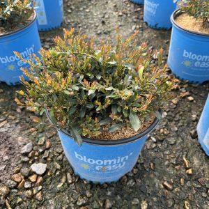 DISTYLIUM LITTLE CHAMP 3 GAL