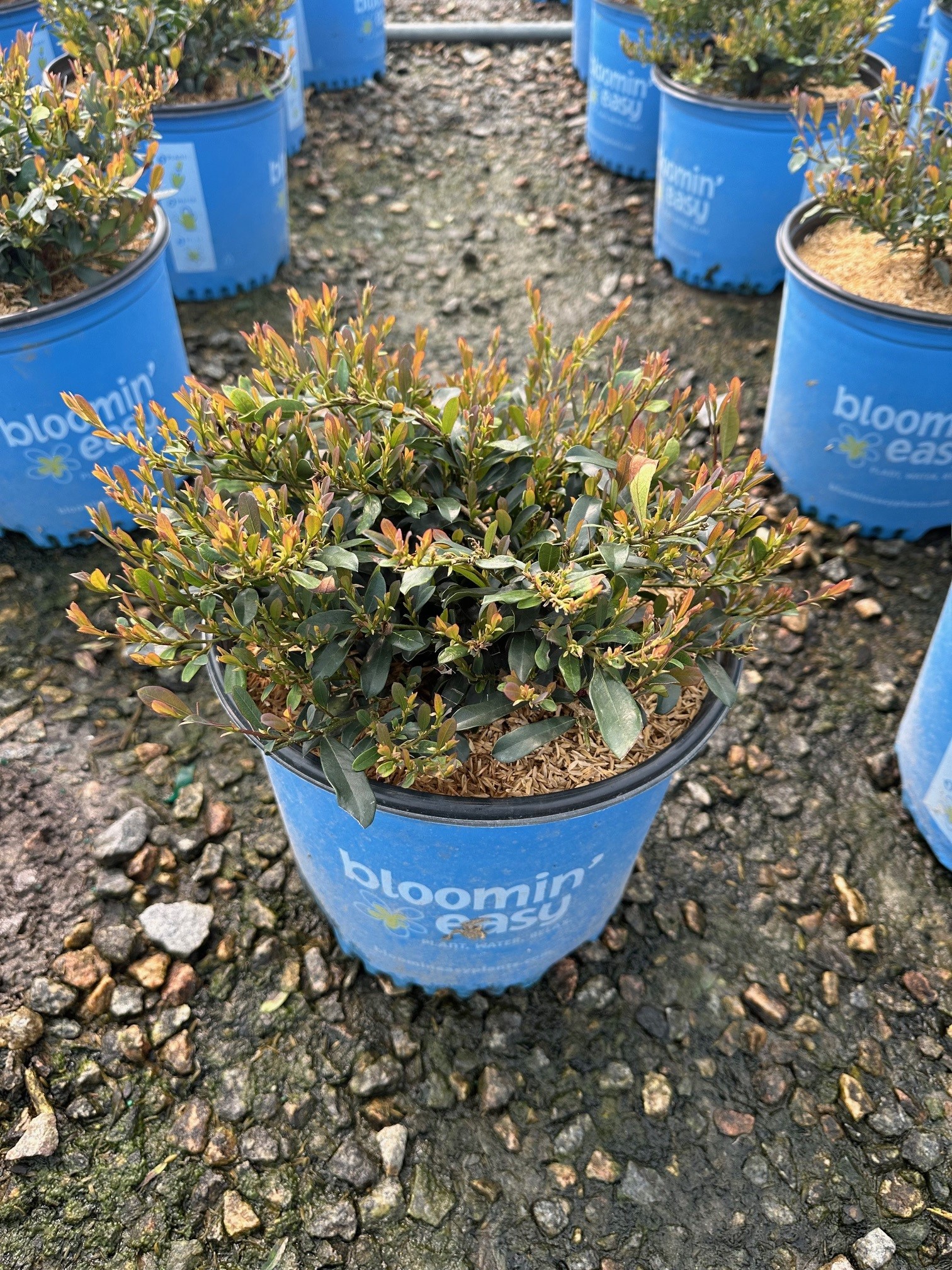 DISTYLIUM LITTLE CHAMP 3 GAL