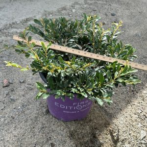 DISTYLIUM SWING LOW 3 GAL