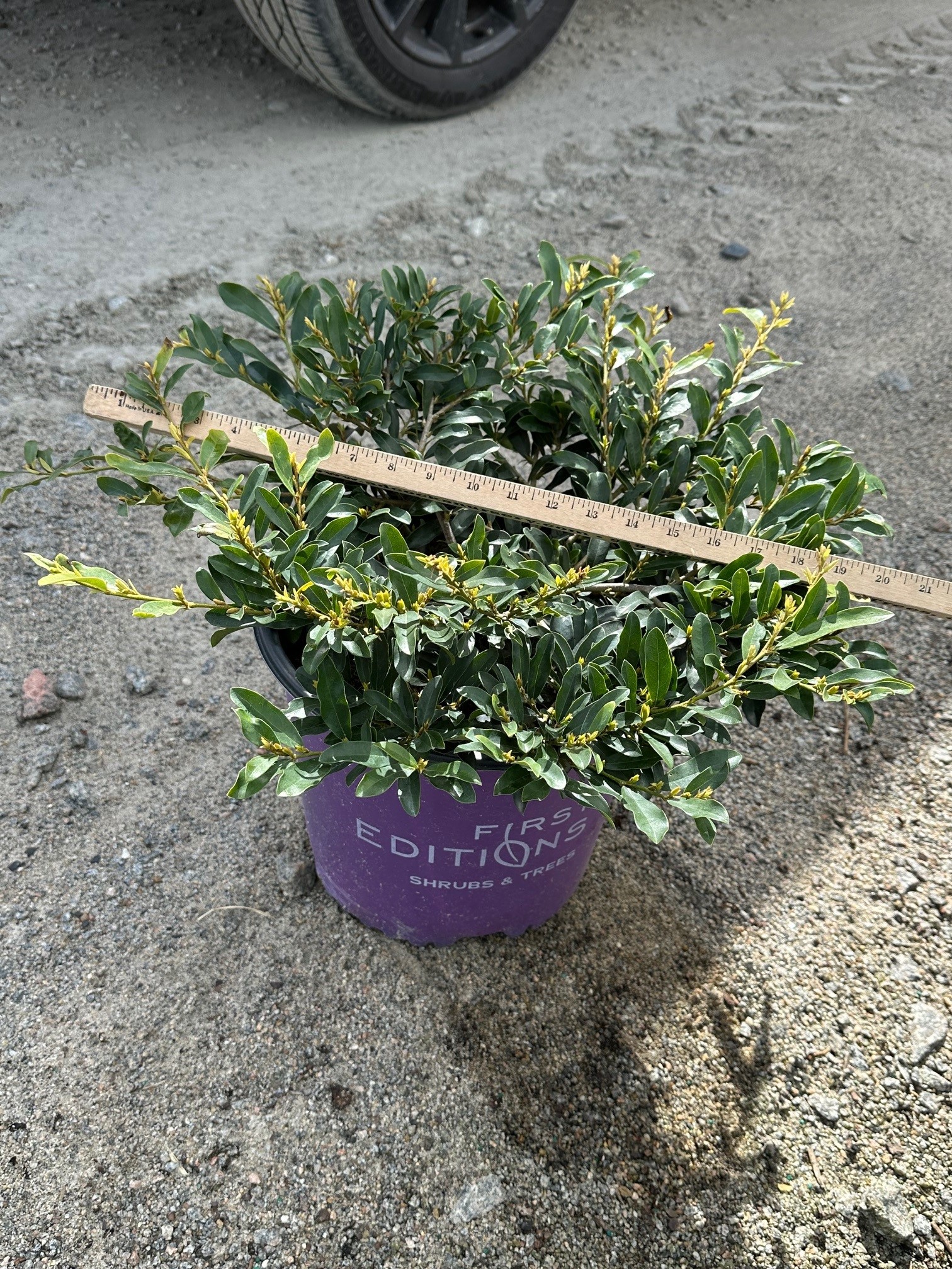 DISTYLIUM SWING LOW 3 GAL