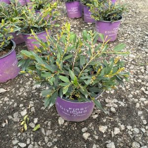 DISTYLIUM VINTAGE JADE 7 GAL