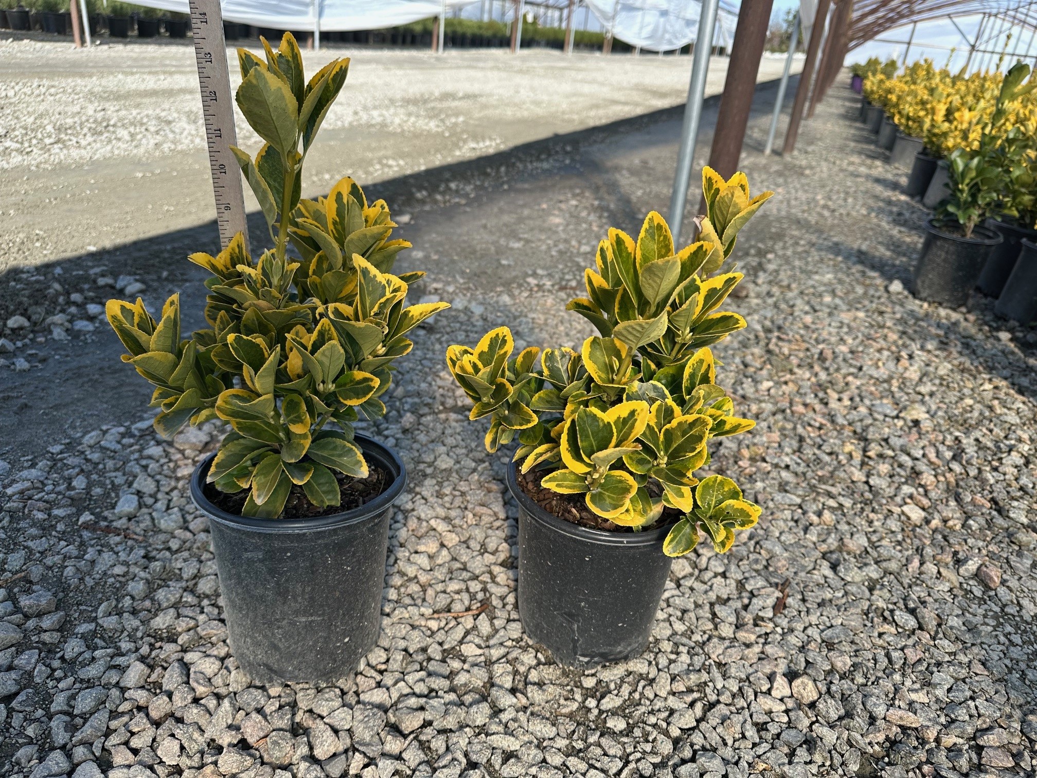 EUONYMUS GOLDEN 3 GAL