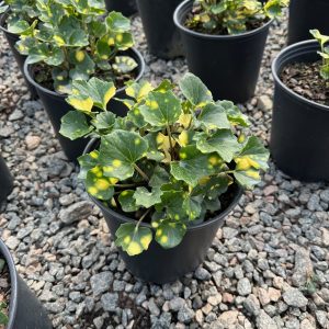 FARFUGIUM 1 GAL