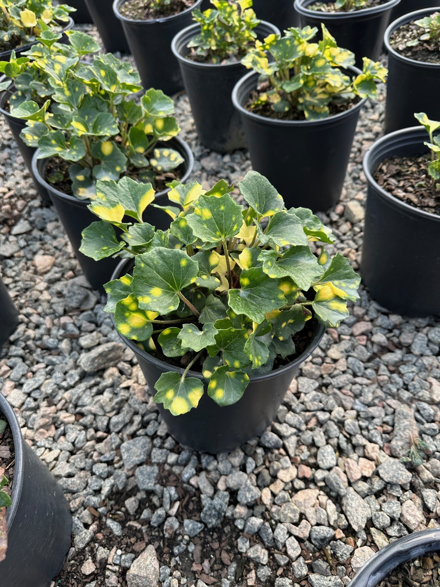 FARFUGIUM 3 GAL