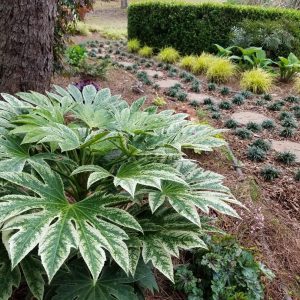 FATSIA JAPONICA SPIDER'S WEB 3 GAL