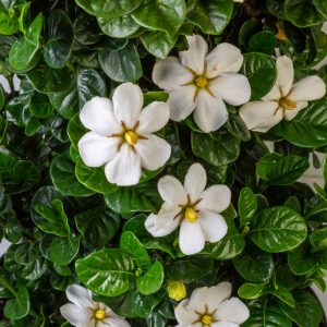 GARDENIA DIAMOND SPIRE 3 GAL