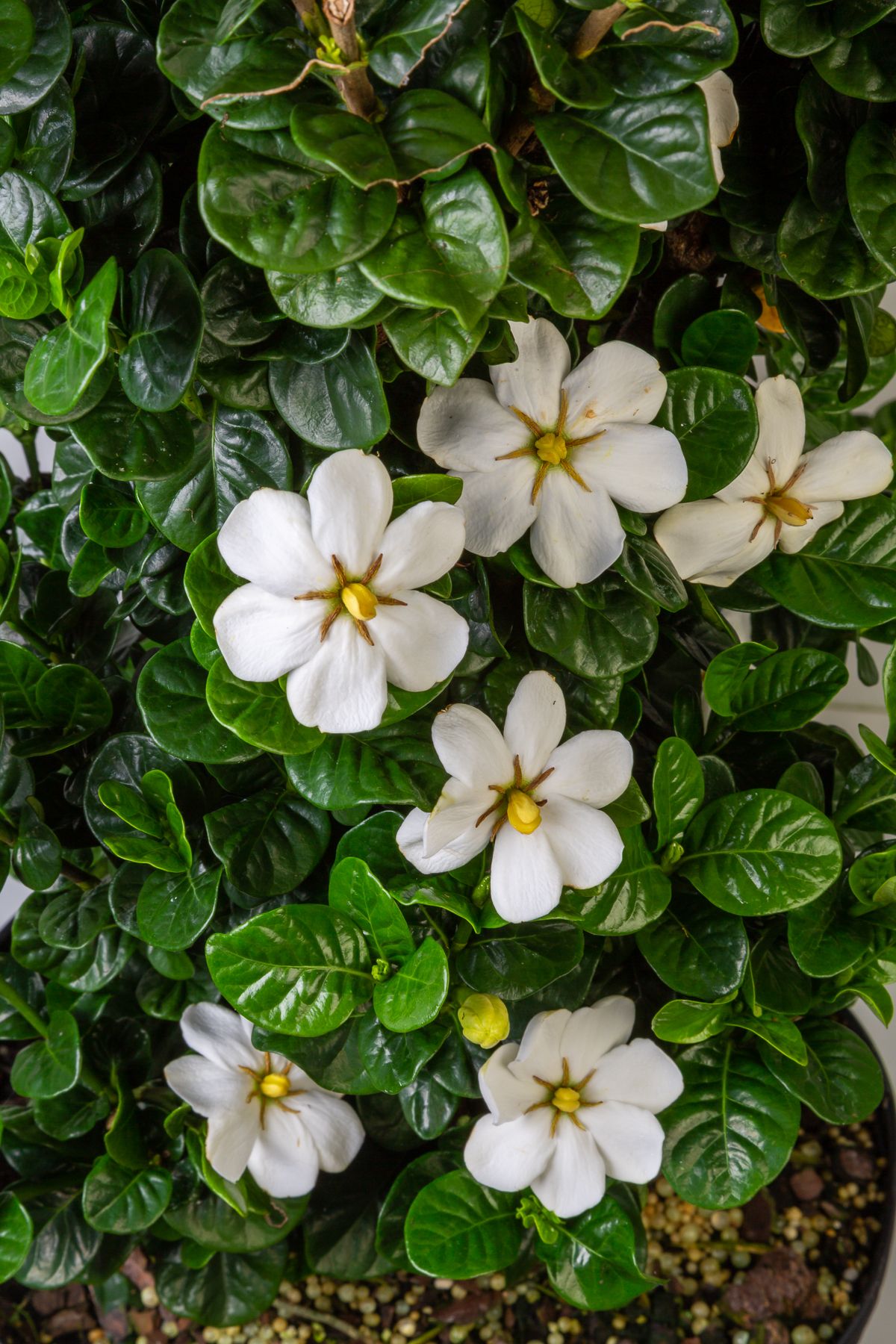 GARDENIA DIAMOND SPIRE 3 GAL