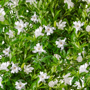 GARDENIA FROST PROOF 3 GAL