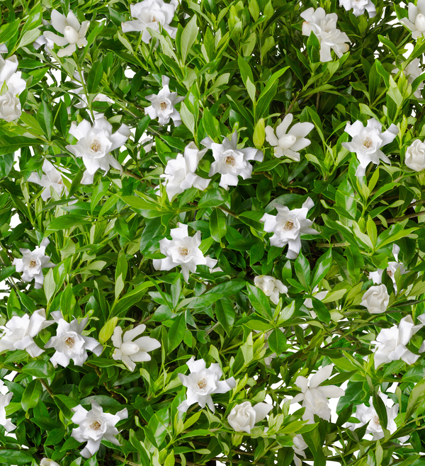 GARDENIA FROST PROOF 3 GAL