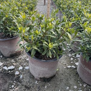 GARDENIA FROST PROOF 7 GAL