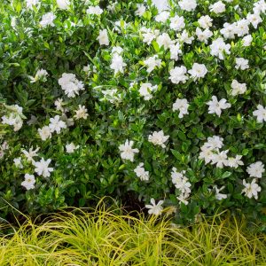 GARDENIA JUBILATION 3 GAL