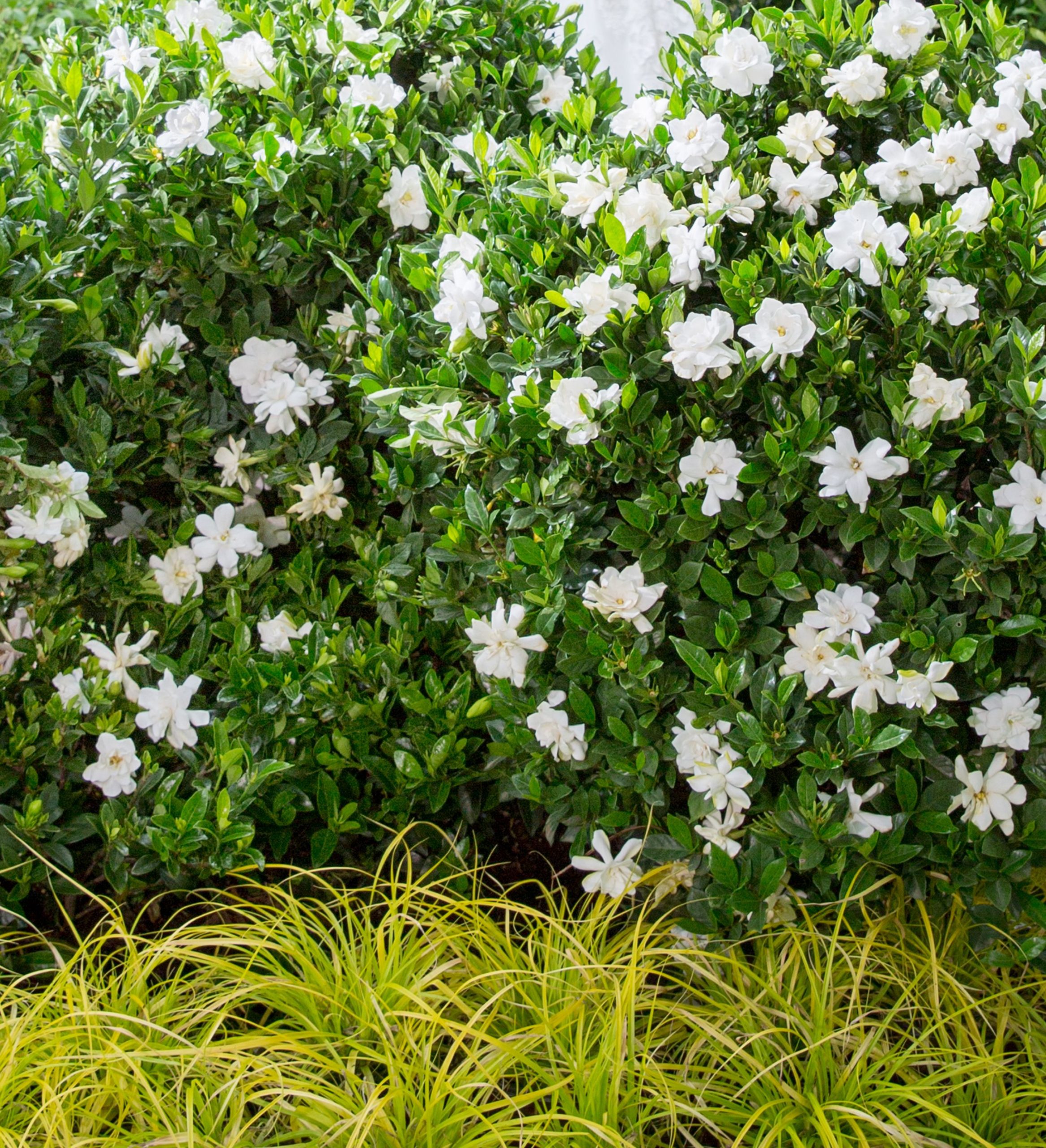 GARDENIA JUBILATION 3 GAL