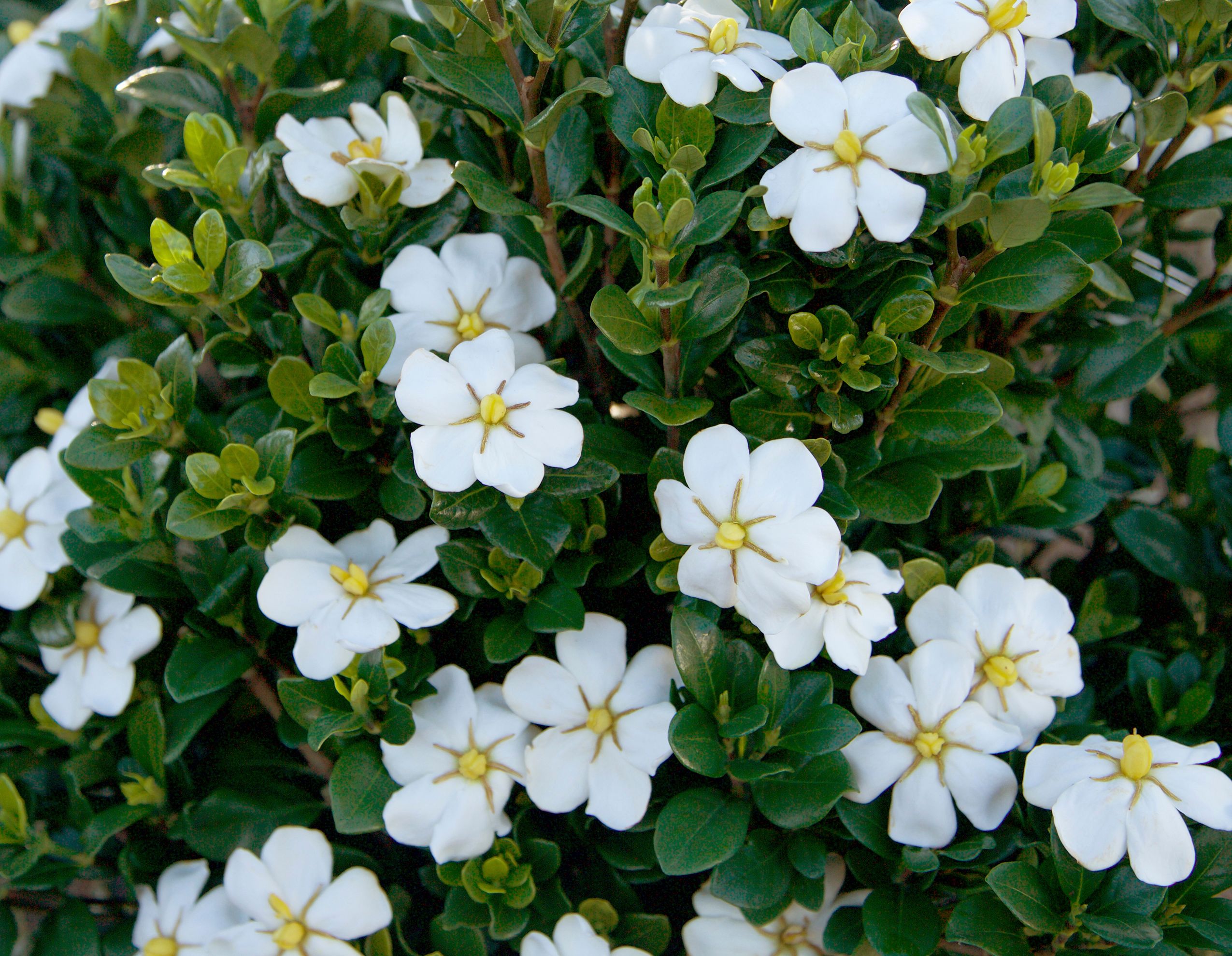 GARDENIA SCENTAMAZING 3 GAL