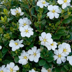 GARDENIA SCENT AMAZING 7 GAL