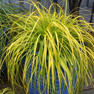 GRASS CAREX EVERILLO 1 GAL