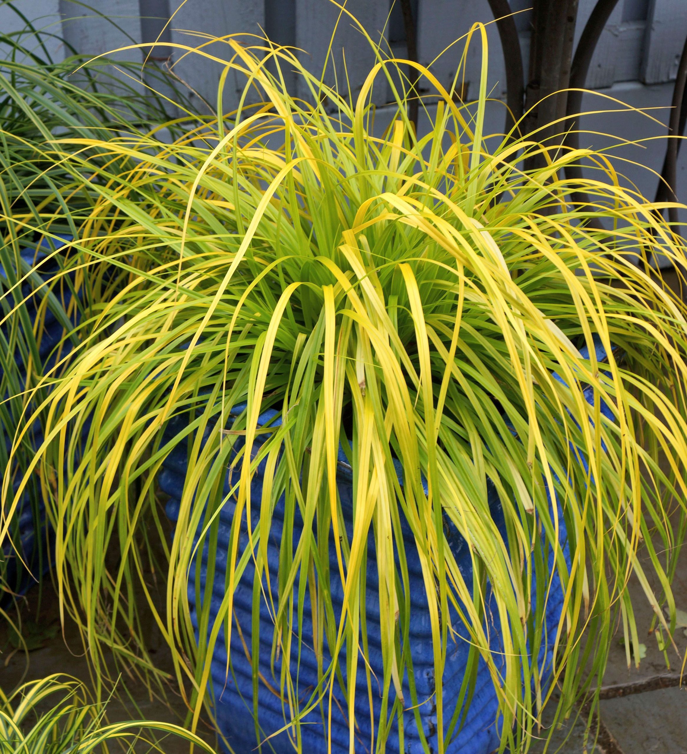GRASS CAREX EVERILLO 1 GAL