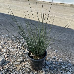 GRASS JUNCUS BLUE ARROW 1 GAL