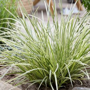 GRASS PLAT. BEAUTY LOMANDRA BREEZE 1 GAL