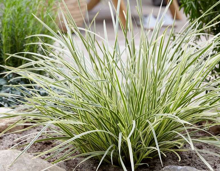 GRASS PLAT. BEAUTY LOMANDRA BREEZE 1 GAL