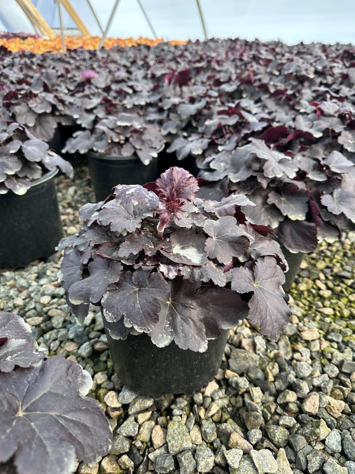 HEUCHERA OBSIDIAN 1 GAL