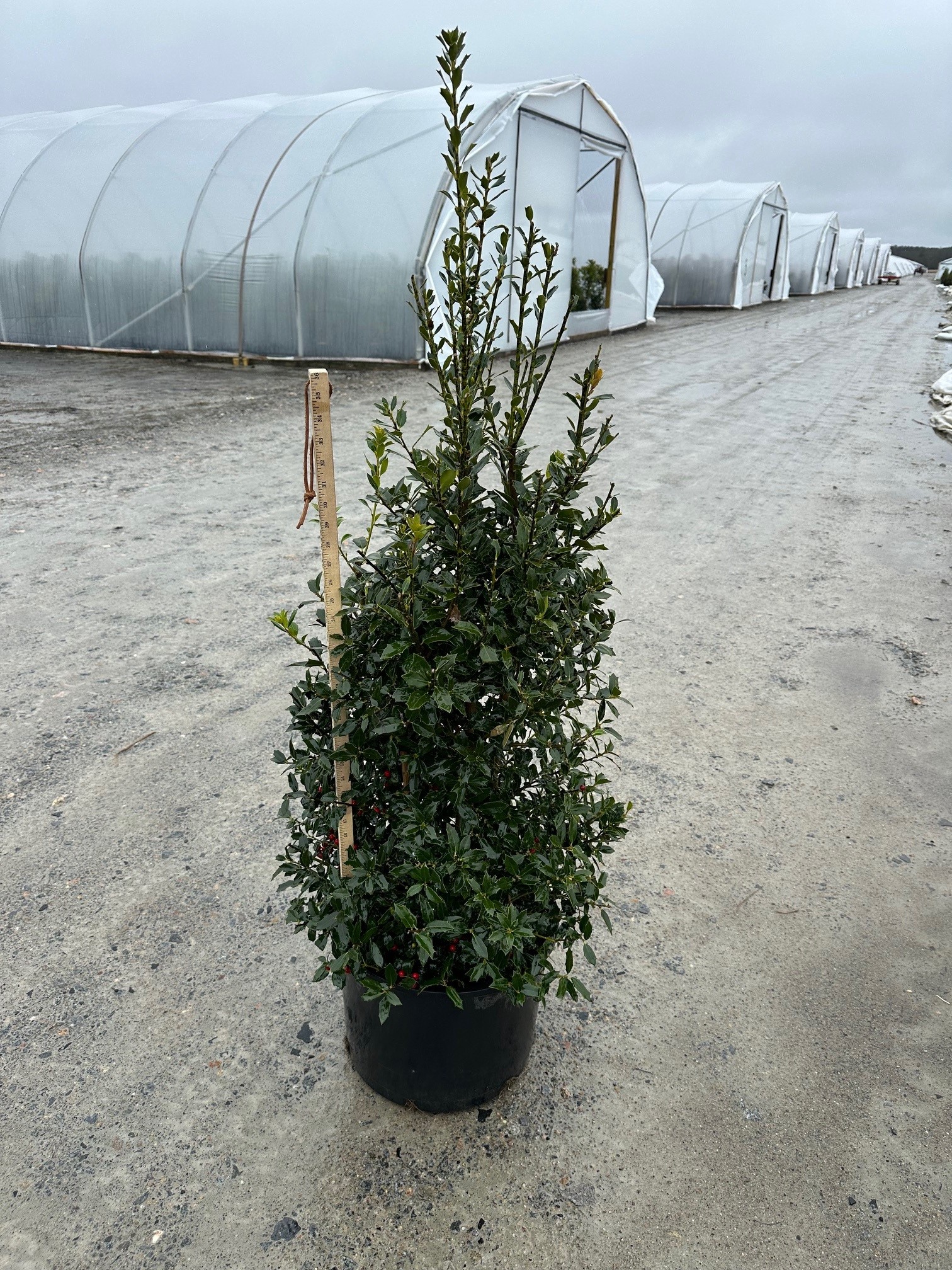 HOLLY CHRISTMAS JEWEL 15 GAL