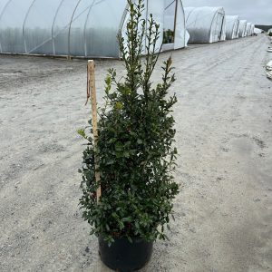 HOLLY CHRISTMAS JEWEL 6 FT