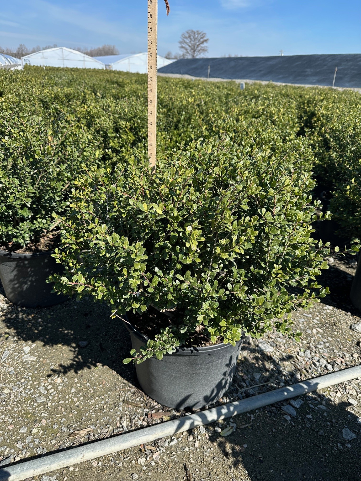 HOLLY COMPACTA 3 GAL