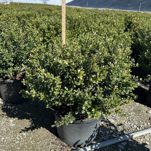 HOLLY COMPACTA 7 GAL