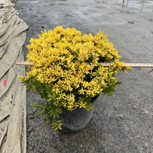 HOLLY GOLDEN HOOGENDORN 7 GAL