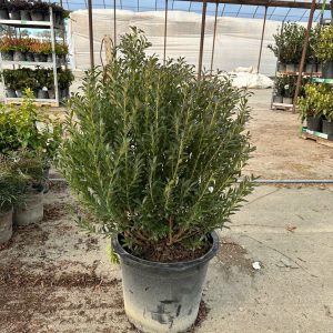 HOLLY INKBERRY SHAMROCK 3 GAL