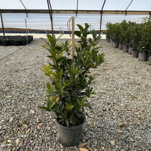 HOLLY SCREEN PLAY 8 FT