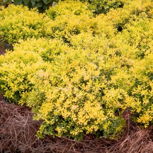 HOLLY TOUCH OF GOLD 3 GAL