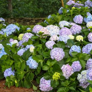 HYDRANGEA BIG DADDY 3 GAL