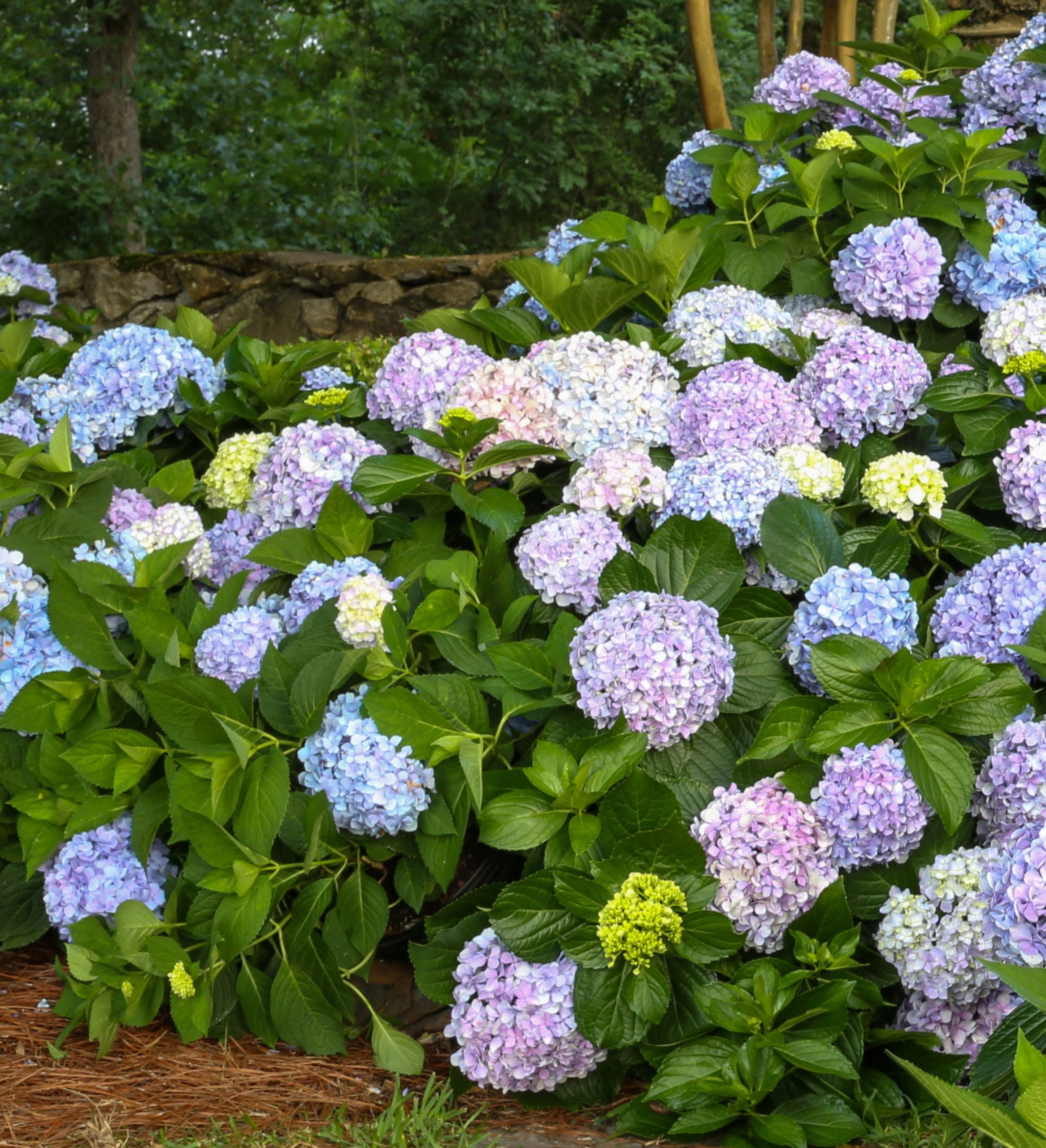 HYDRANGEA BIG DADDY 3 GAL