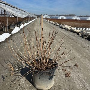 HYDRANGEA ENDLESS SUMMER 3 GAL
