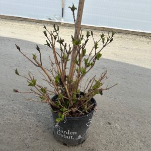 HYDRANGEA NANTUCKET BLUE 7 GAL