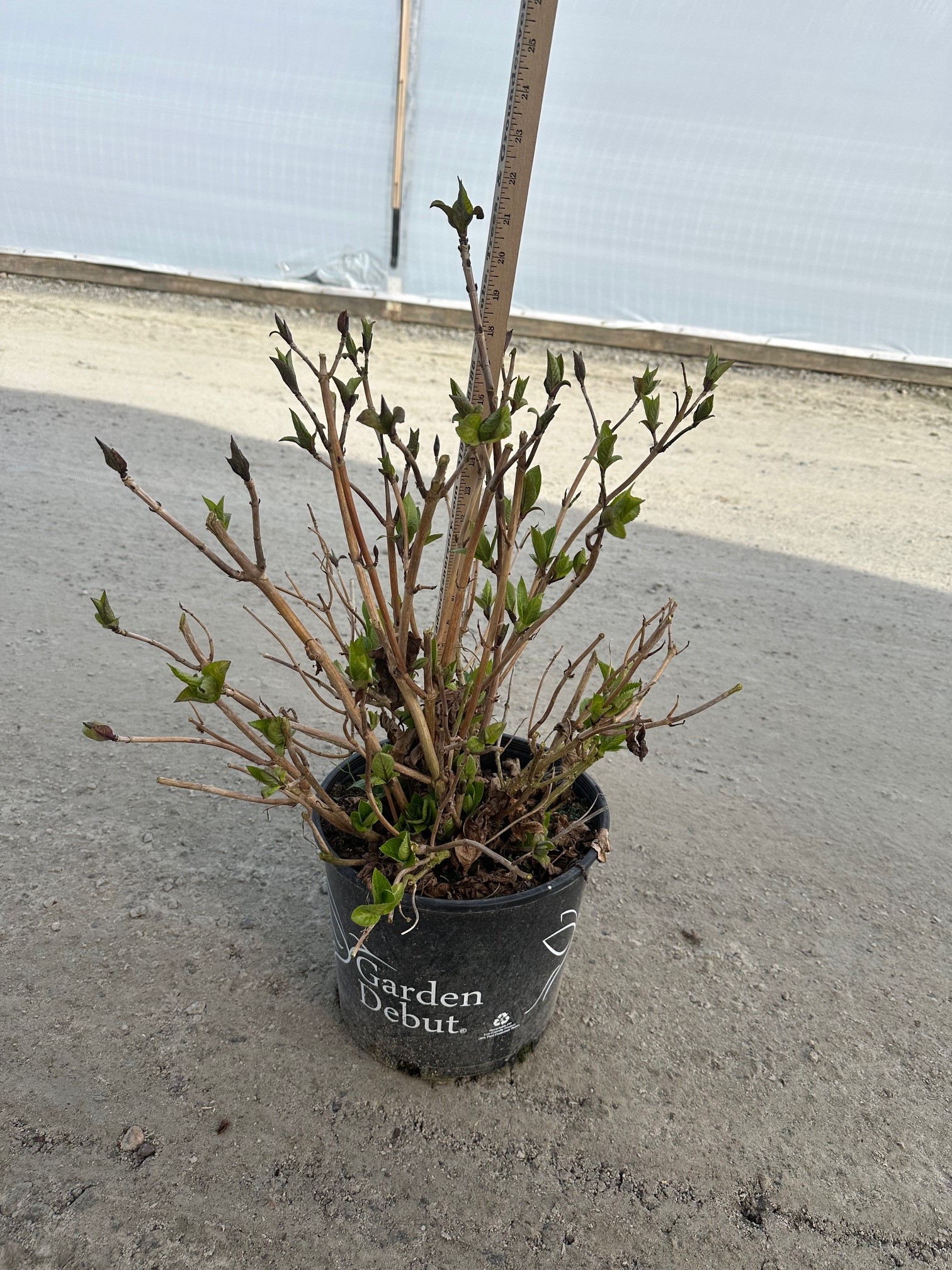 HYDRANGEA NANTUCKET BLUE 7 GAL