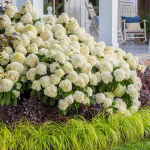HYDRANGEA WHITE WEDDING 3 GAL